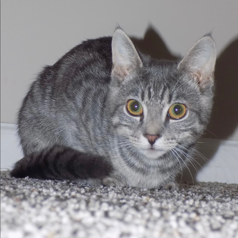 Meet your Posher, Kira